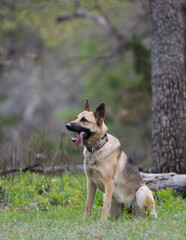 Fototapeta premium German Shepherd Dog listening to Commands 
