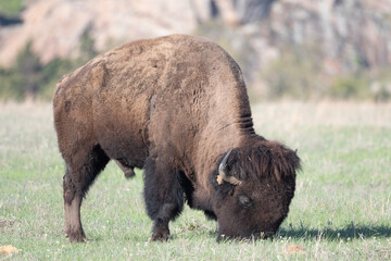 American Bison in the Wichita Mountains 