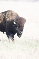American Bison in the Wichita Mountains 