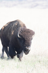 American Bison in the Wichita Mountains 