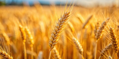 Fototapeta premium Close up of a tall wheat spike in a field, wheat, spike, nature, food, ingredient, agriculture, harvest, organic, crop, grains
