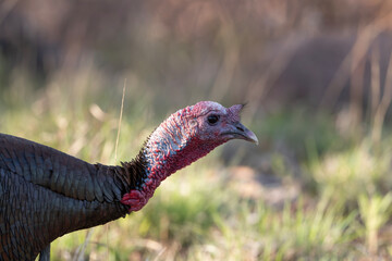 Wild Turkey in the Wichita Mountains