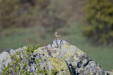 Eastern Meadow Lark in the Wichita Mountains 