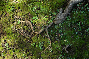 Moss, fallen leaves and old trees / 苔と落ち葉と老木　