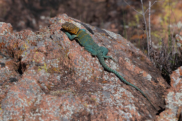 Eastern Collared Lizard in the Wichita Mountains 