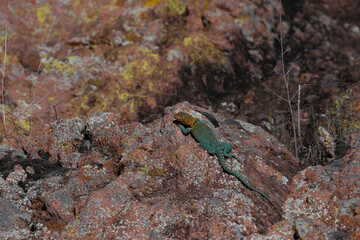 Eastern Collared Lizard in the Wichita Mountains 