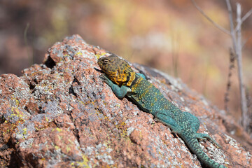 Eastern Collared Lizard in the Wichita Mountains 