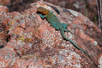 Eastern Collared Lizard in the Wichita Mountains 