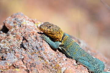 Eastern Collared Lizard in the Wichita Mountains 