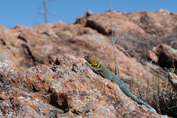 Eastern Collared Lizard in the Wichita Mountains 