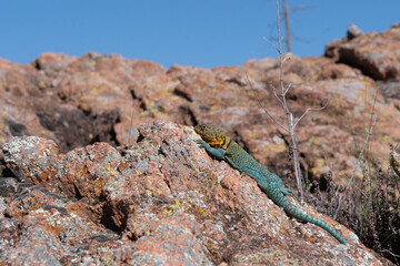Eastern Collared Lizard in the Wichita Mountains 