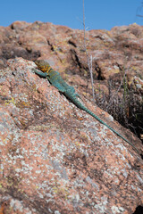 Eastern Collared Lizard in the Wichita Mountains 