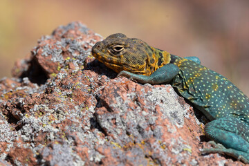 Eastern Collared Lizard in the Wichita Mountains 