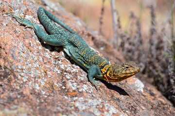 Obraz premium Eastern Collared Lizard in the Wichita Mountains 