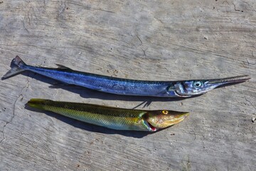 Two caught saltwater fish were placed on a rock surface.