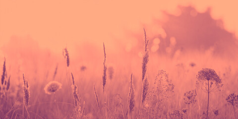 Obraz premium Field Full Of Nature