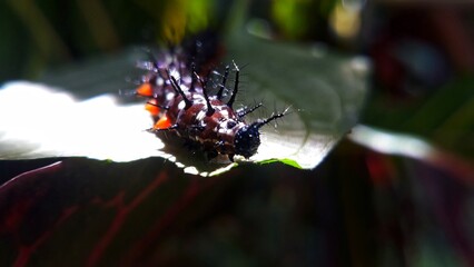 Close-up of caterpillar on the leaves 