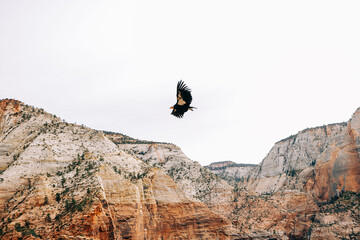 Condor flying in Zion