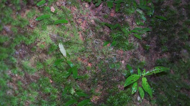 Malaysian Black Trapdoor Spider (Liphistius malayanus) in tropical forest. Hand holding a branch to touching the trapdoor spider's burrow on moss wall to lure the trapdoor spider come out hunting