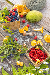 Forest wild various mushrooms and berries on a rough wooden background.