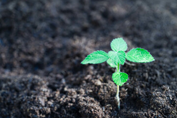 Tree growing with hand, eco earth day, save world, save earth, go green