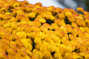Background full of yellow chrysanthemums.