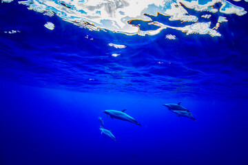 Pantropical spotted dolphins glide gracefully through the deep blue Hawaiian waters