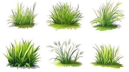 Collection of Grass Illustrations
