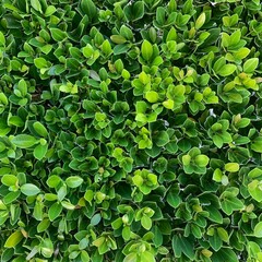 green leaves background