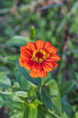 Zinnia found in an outdoor flower garden. Zinnia elegans, Common Zinnia dahlia Flowered