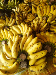 Golden yellow bananas piled a harvest from organic tropical farms