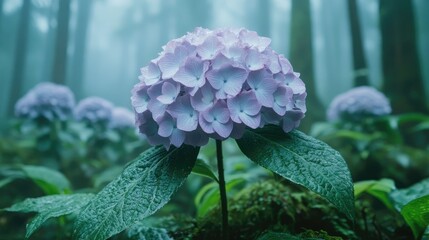 Fototapeta premium Hydrangeas bloom in a misty forest. This image can be used for nature, tranquility, or serenity themes.