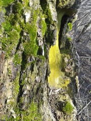moss on tree
