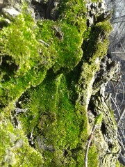 moss on a trunk