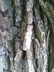 texture bark of a tree