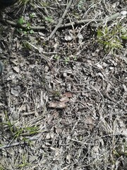 background of the fallen leaves