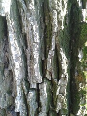 texture bark of a tree