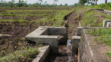 Concrete irrigation channel in a rural rice paddy field. Water flows through a man-made structure, diverting water to irrigate the crops. Shows the agricultural infrastructure of rice farming