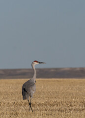 Single Sandhill Crane Standing in a Agricultural Field in Montana