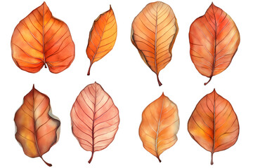 Obraz premium Falling autumn leaves isolated on white background, png cut out.
