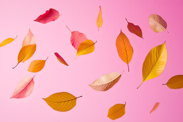 Obraz premium Falling autumn leaves isolated on pink background.