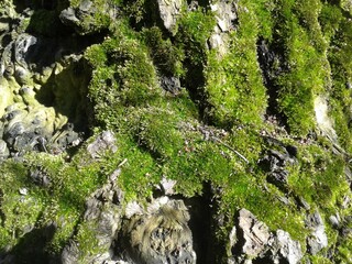 moss on stone