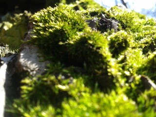 green moss on a tree