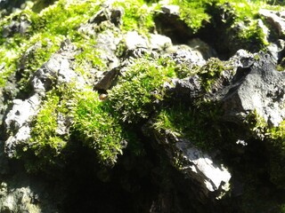 green moss on a tree
