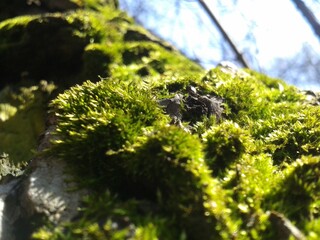 green moss on a tree