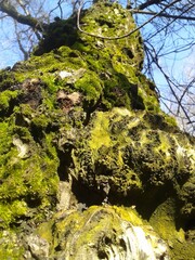 moss covered tree