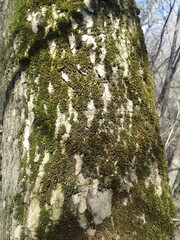 tree trunk with moss