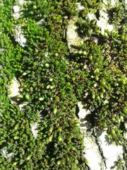 mountain moss on the stone