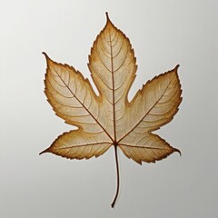 Fototapeta premium dried leave on white background