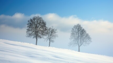 Fototapeta premium Winter Landscape with Snowy Trees and Clear Blue Sky